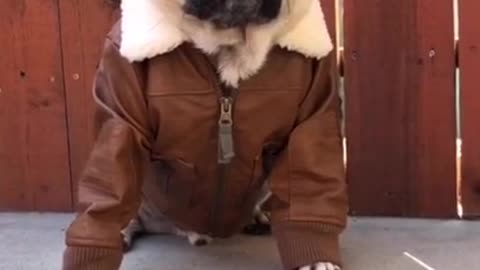 Baby Pug Halloween Costume