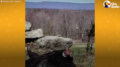 Rescue Rooster Sleeps In Bed And Wakes Up His Mom Every Morning _ The Dodo