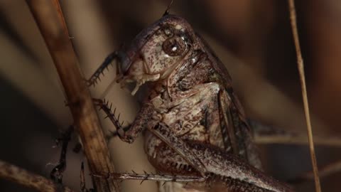 close- up-footage-of-a-rufous-grasshopper-