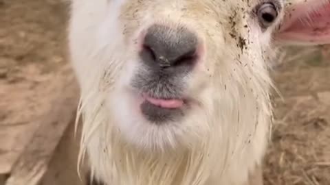 Funny little 🐐