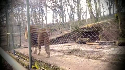 Male Lion Roaring, Dartmoor Zoo, England UK
