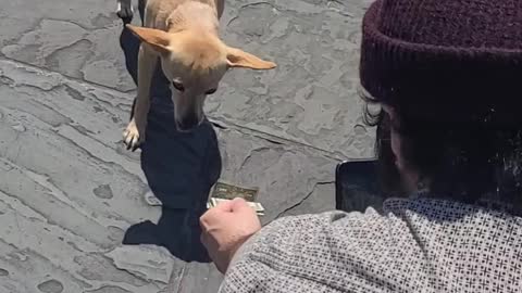 Dog Fetches Cash for New Orleans Street Performer