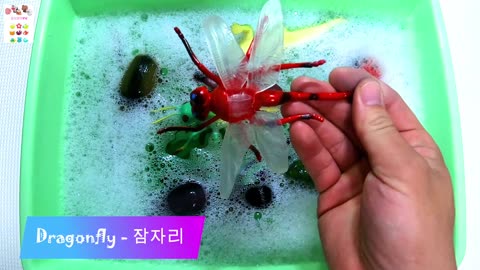 Learn BUGS, INSECT, LIZARD Names English Korean 곤충 벌레 파충류 영어 이름 배우기