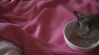 Cat eating cereal