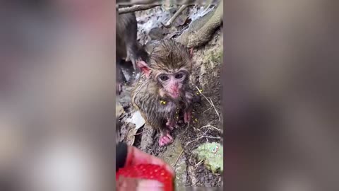 Big monkey tries to snatch strawberry from small monkey