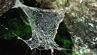 Cobweb