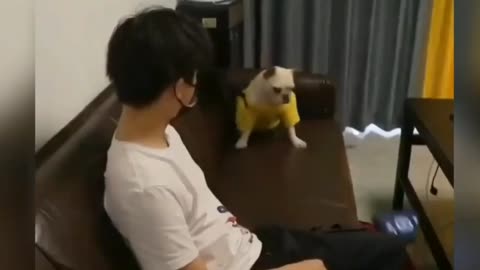 This dog looks funny when angry