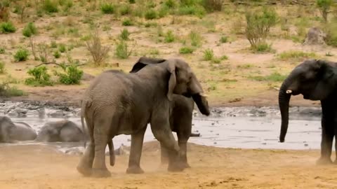 Wildlife | Episode 5: Elephants of Africa & Asia