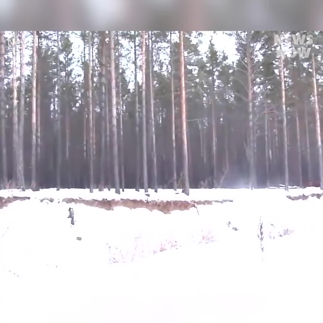 Heartwarming rescue of red deer from frozen Siberian river