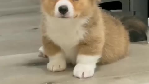 Cute lovely Puppy