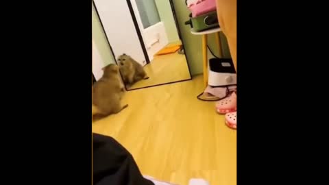 What happened when the cat saw itself in the mirror?