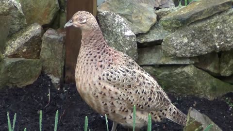 Beautiful Pheasants