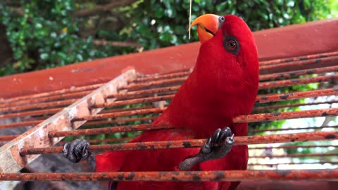 Close-Up View Of A Red Parrot 2021