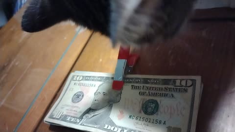 Cat Snatched money Bruce the banker cat!