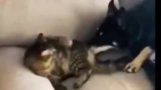 A Rumble of Cute Dogs and Cute Cats