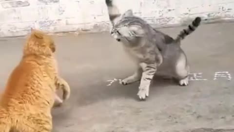 Viral Cats & Kittens viral videos funny videos funny cats cat videos