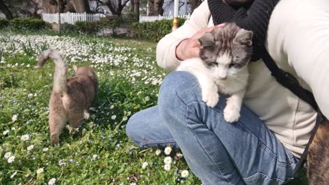 Cute cat gets jealous of other cat and Slaps Her.