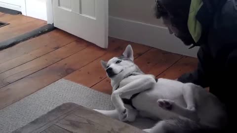 Blaze Loves His Kennel (ORIGINAL) Husky Says No to Kennel - Funny