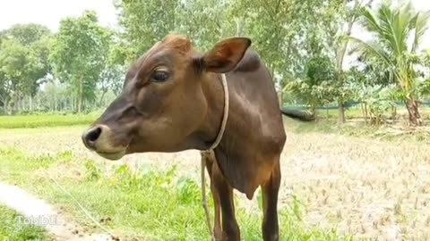 into a unique and captivating experience as you listen to the sound of a cow