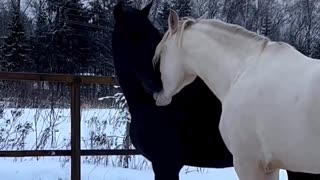 Cuddling Horses