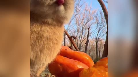 Little bunny eating