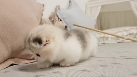 Cute cat short video