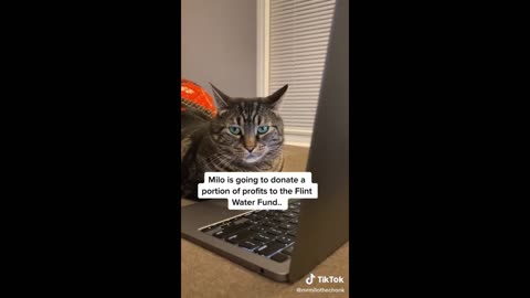 Funny videos with cats 2024