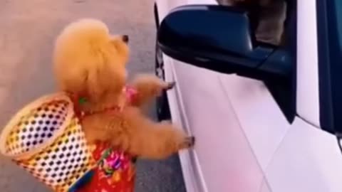 Funny🤣🤣😁😂 Dog Videos 2021 _ (new funny dog video)2023