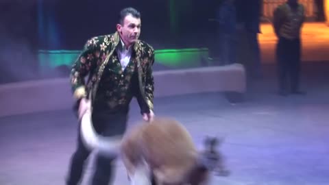 Circus. The show of different animals. Bisons, kangaroos, ostriches & giraffe