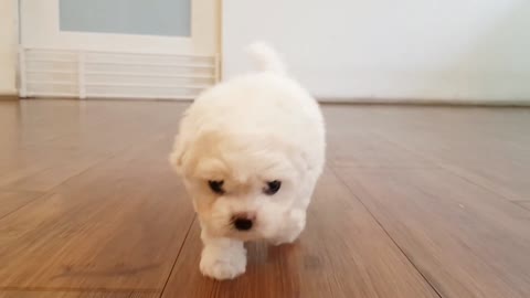 Bichon frise puppies video lovely and cutest puppy mini bichon videos - Teacup puppies KimsKennelUS