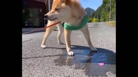 Doggy Delights: Funny Dog Videos That Will Make Your Day