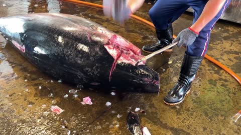 Super huge bluefin tuna cutting skills(61)