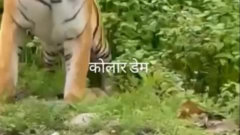Tiger attack 🐯