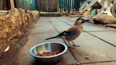 Sparow Enjoying Free Meal...