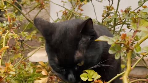 Cat is playing with Roses - Cute Kitty