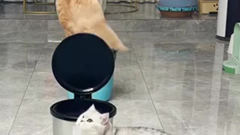 Cats playing games