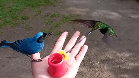 Beutiful Bird drinking water