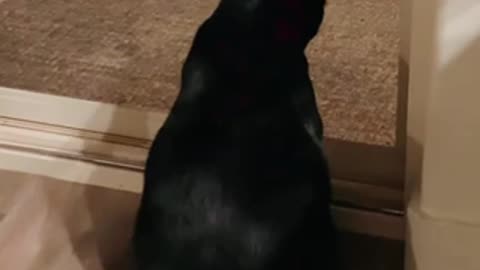 My Cat Calling Our Dog Inside