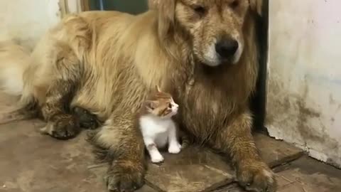 Funny animal videos|Cute animal videos |Funny dog&cat videos|Hilarious pet videos|Funny video