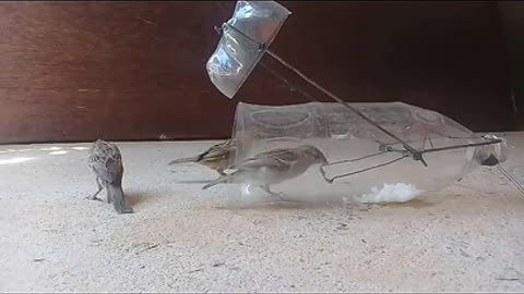 Bird catch trap With disposable LITER