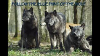 FOLLOW THE BLUEPRINT OF THE WOLF