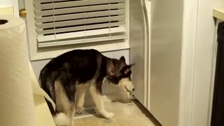 Husky Helping Himself To Get Ice From Fridge