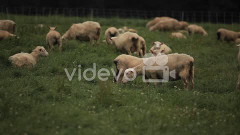 Sheep grazing in the fields