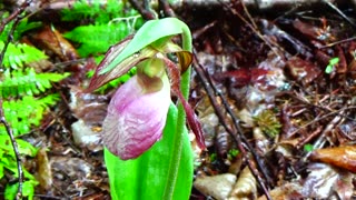 Slipper Orchid