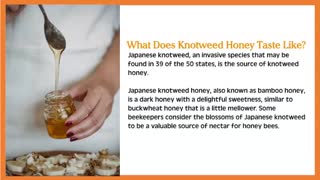 What is Knotweed Honey?