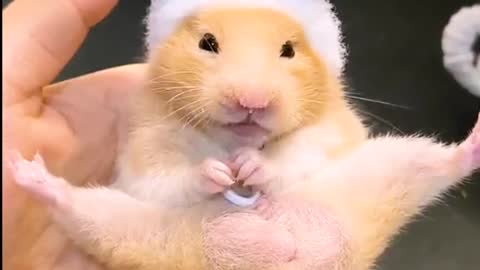 Hamsterissocute#cutehamster#hamster#hamstershorts#shorts#funnypets#hamsters#pets