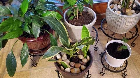 5 Pack Plant Stands Indoor Outdoor, Metal Plant Stands