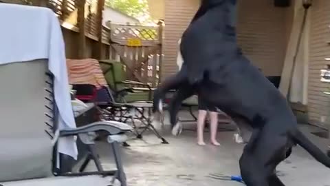 Great dane jumping to catch bees!