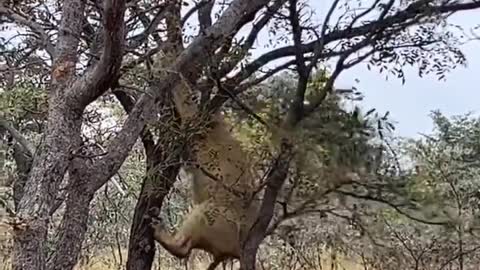 What are these lions doing trying to do their tricks up in the trees