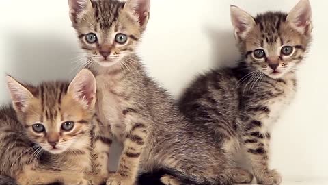 Three little kittens glimpse something with their eyes.